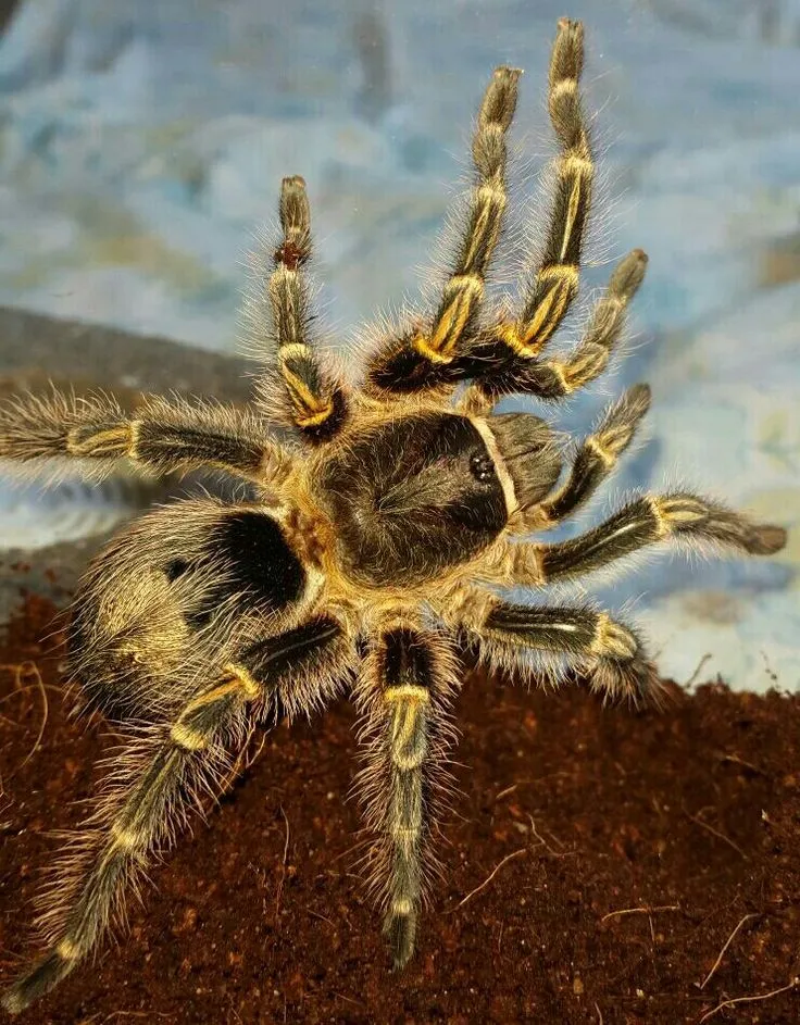 24055 tarantula feeding