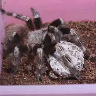 /img/24055-tarantula-habitat.webp