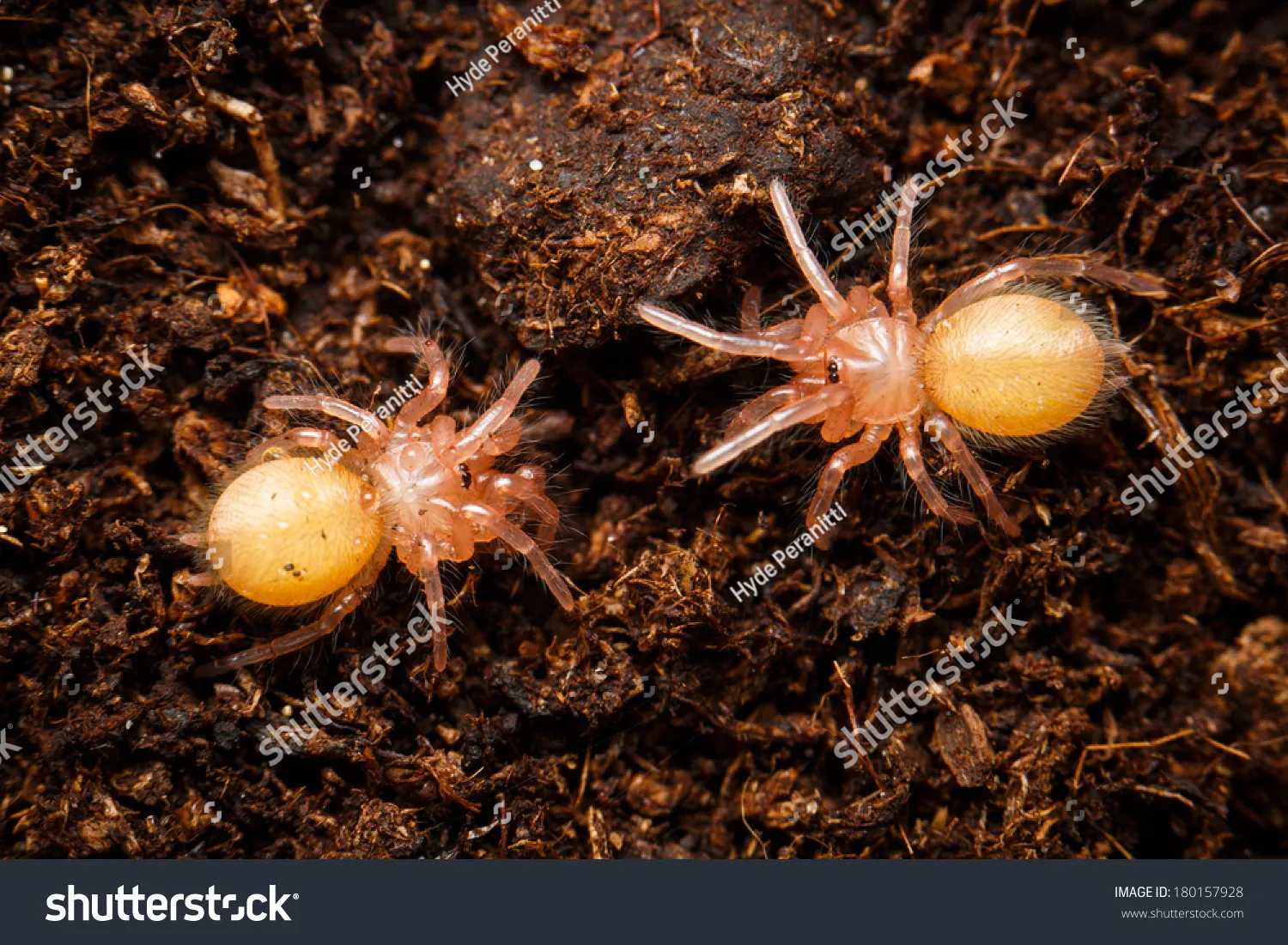 24055 tarantula mating