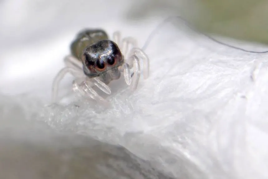24055 tarantula molting