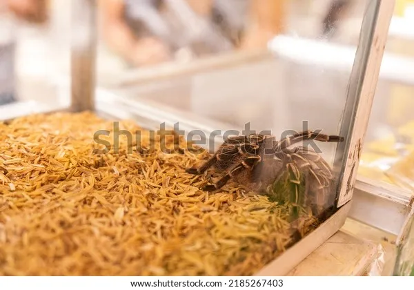24058 tarantula overheating