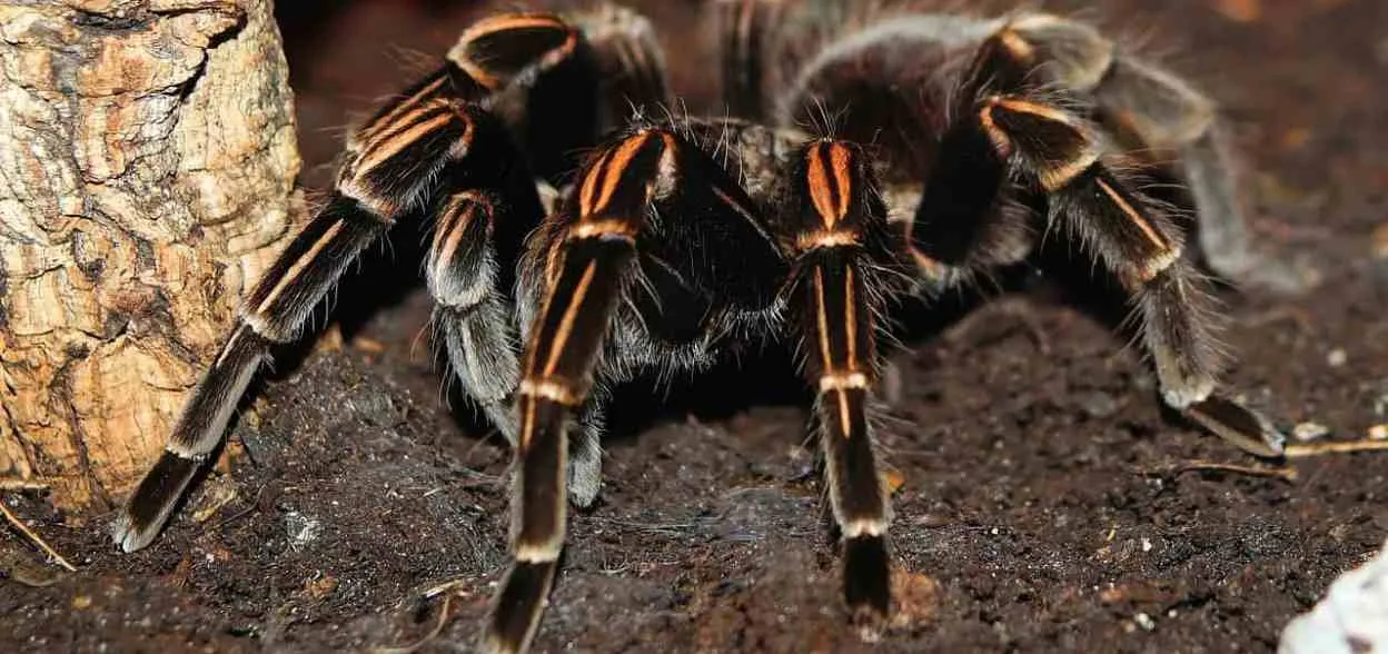 24058 tarantula thermometer