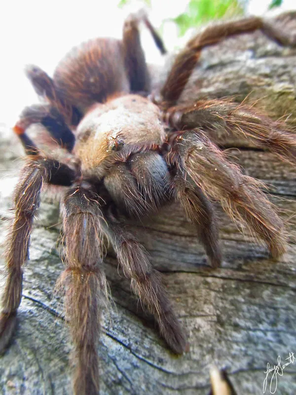 24066 arkansas tarantula behavior