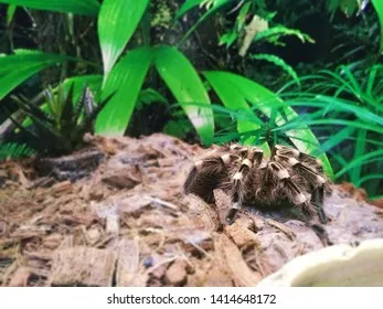 24066 arkansas tarantula conservation