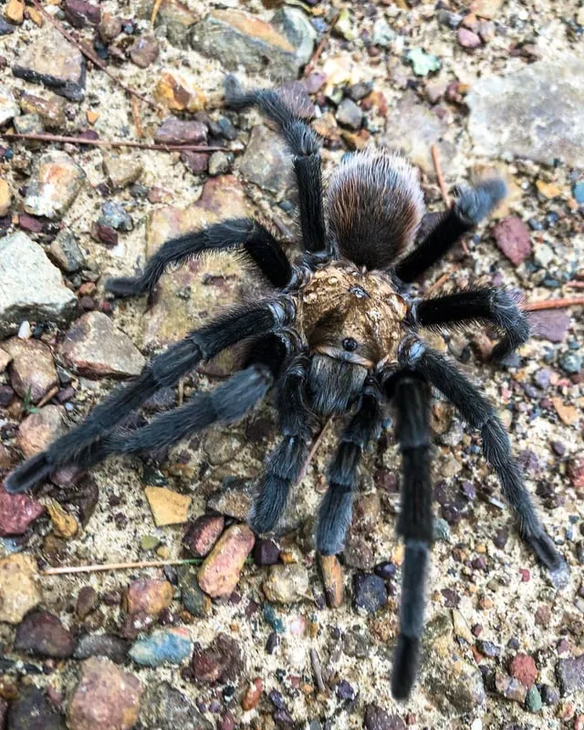 /img/24066-arkansas-tarantula-facts.webp