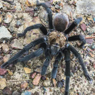/img/24066-arkansas-tarantula-facts.webp