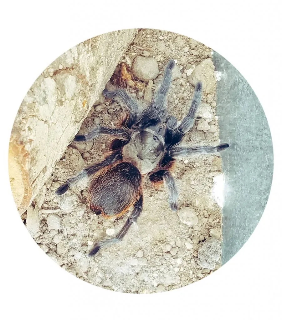 24066 arkansas tarantula feeding