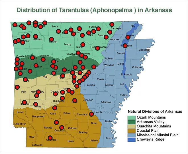24066 arkansas tarantula moulting