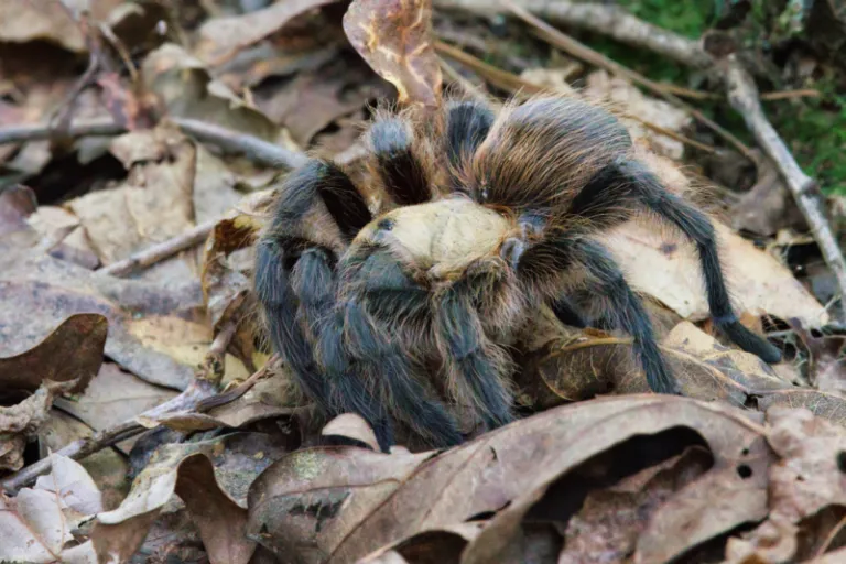24066 arkansas tarantula range