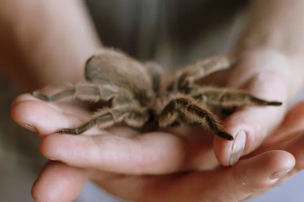 24068 tarantula cleaning