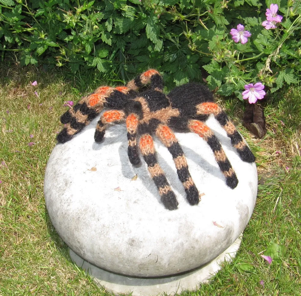 24068 tarantula habitat