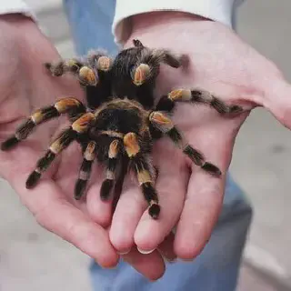 /img/24068-tarantula-molting.webp