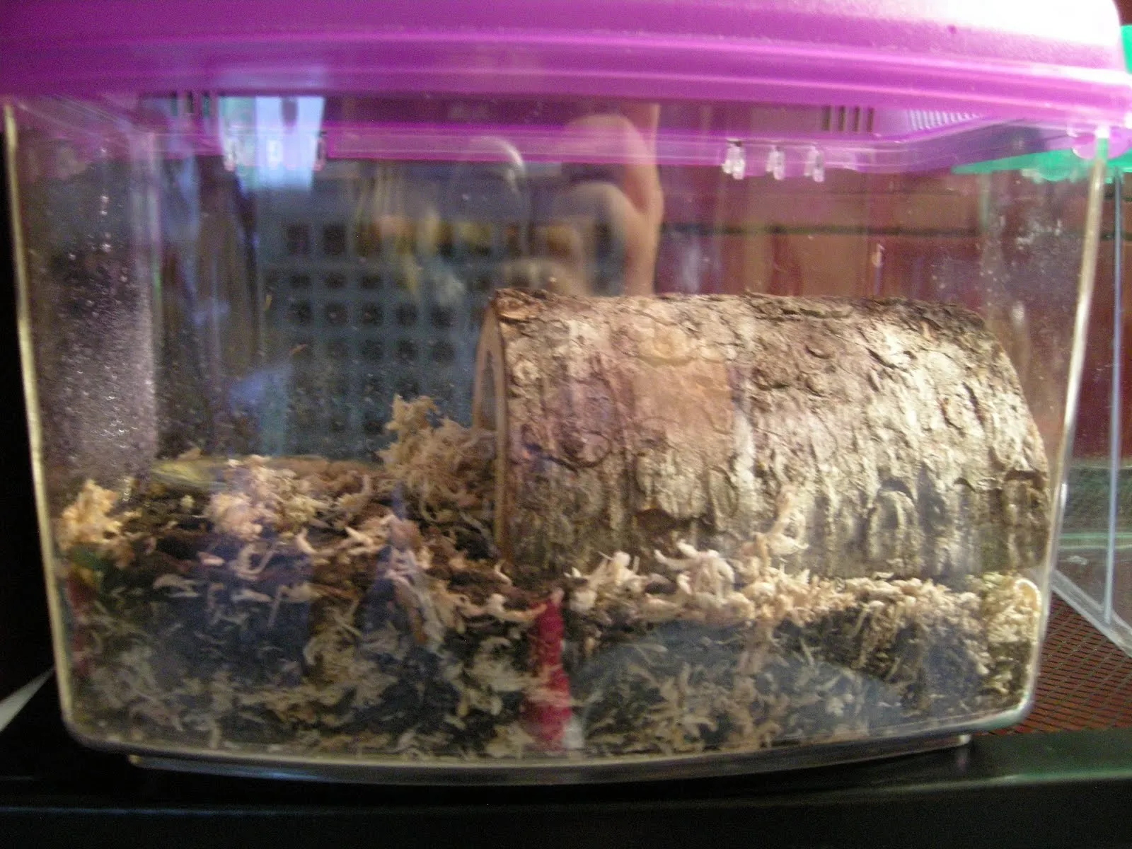 24068 tarantula substrate