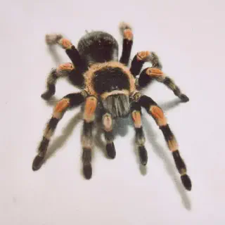 /img/24070-red-knee-tarantula-close-up.webp