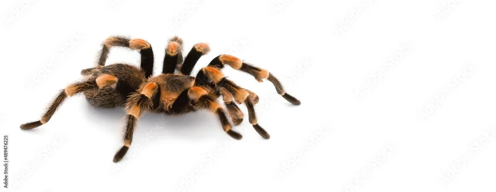 24070 red knee tarantula enclosure