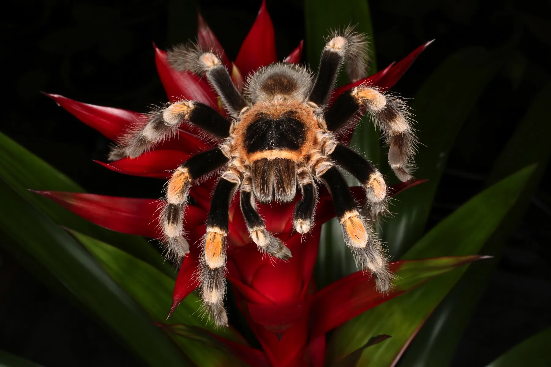 24070 red knee tarantula feeding