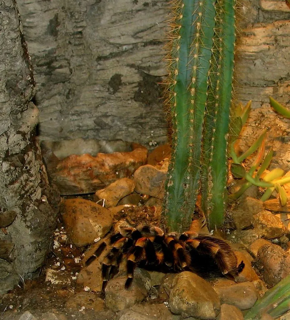 24070 red knee tarantula handling