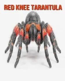 24070 red knee tarantula in habitat