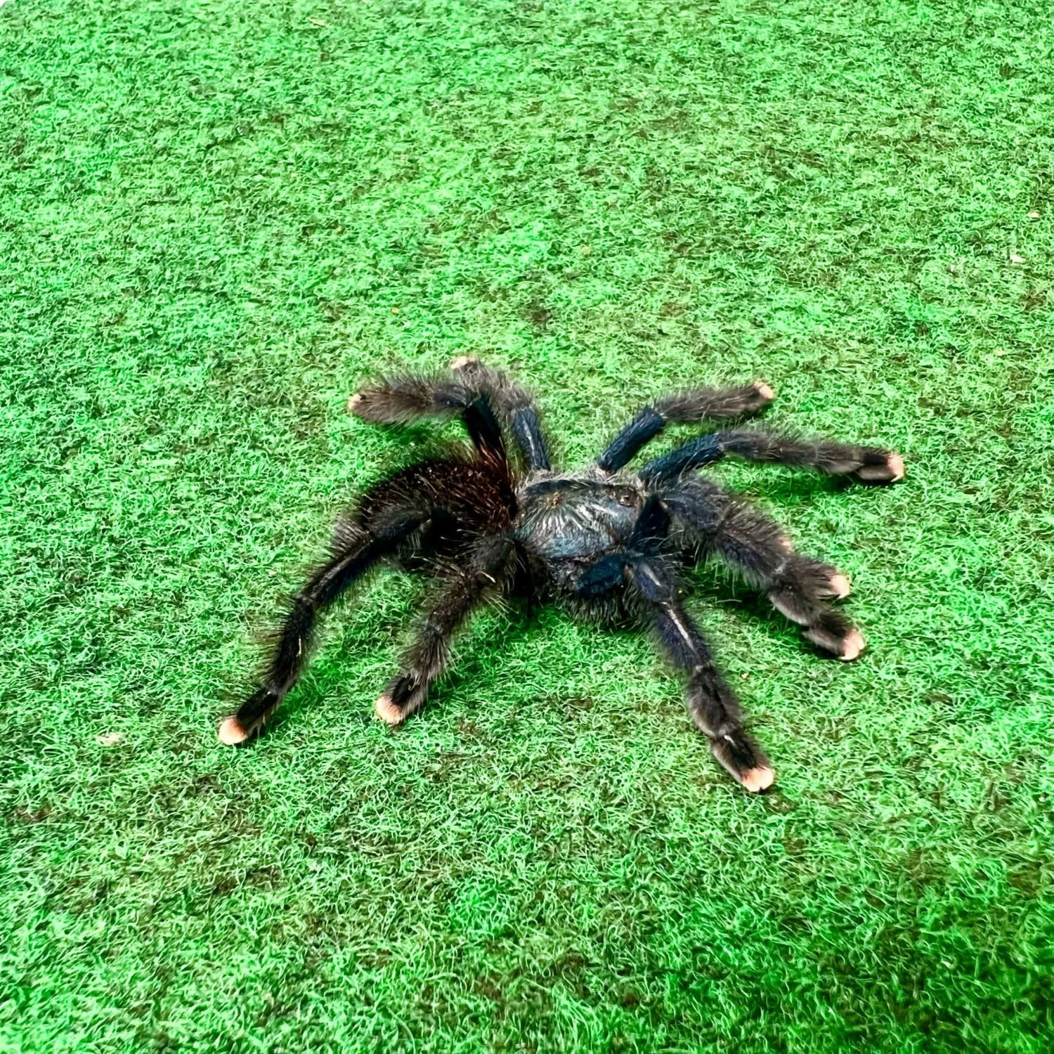 24071 martinique pink toe tarantula 3