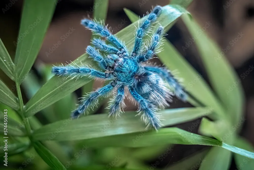 24071 martinique pink toe tarantula 4