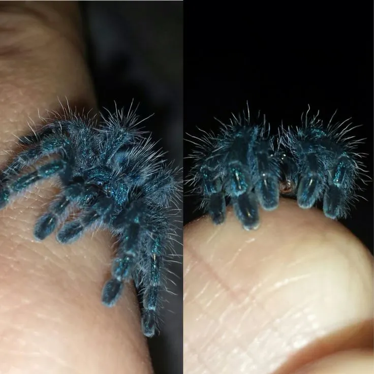 24071 martinique pink toe tarantula 5