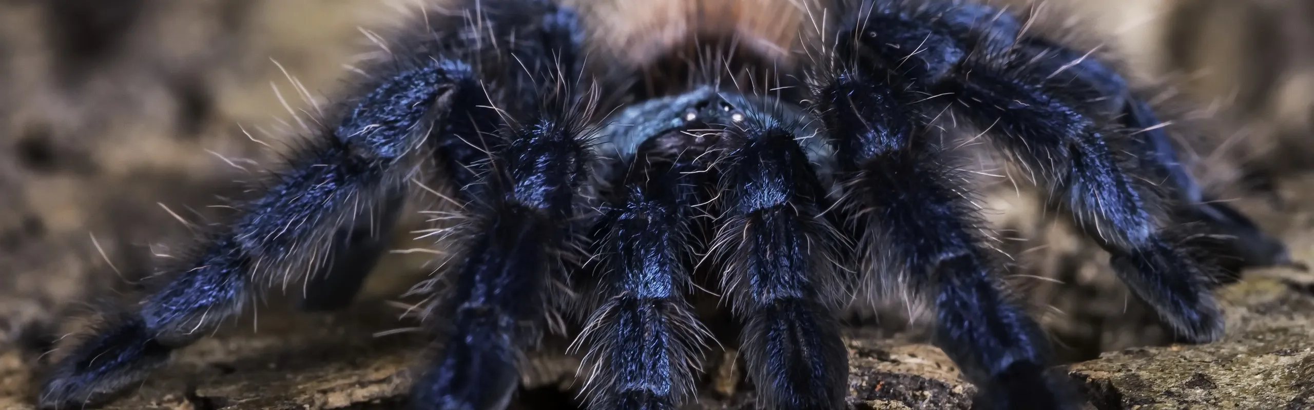 24071 martinique pink toe tarantula 6