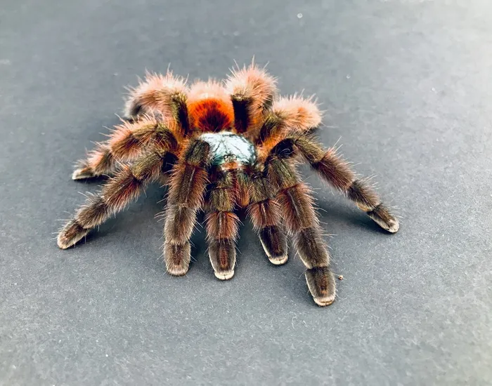 /img/24071-martinique-pink-toe-tarantula-7.webp