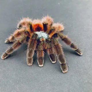 /img/24071-martinique-pink-toe-tarantula-7.webp