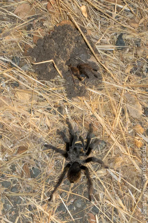 24072 tarantula fly close up