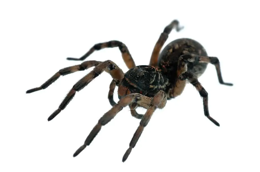 24072 tarantula fly habitat