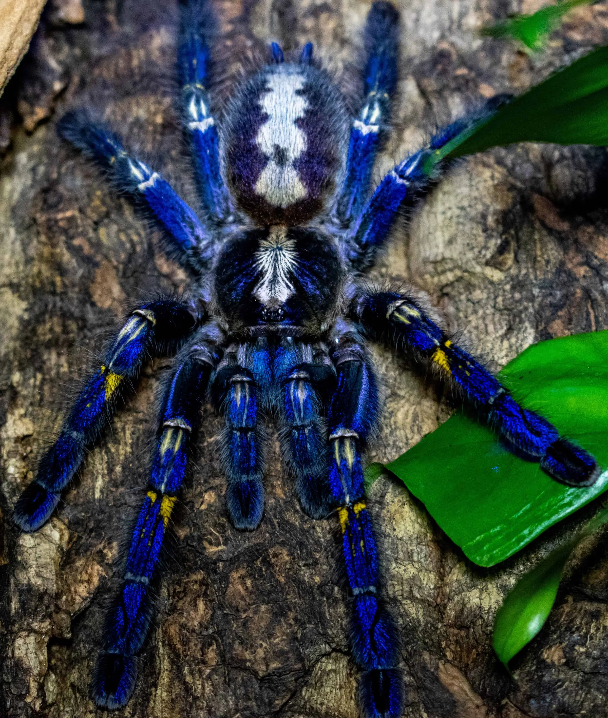 24072 tarantula fly lifecycle