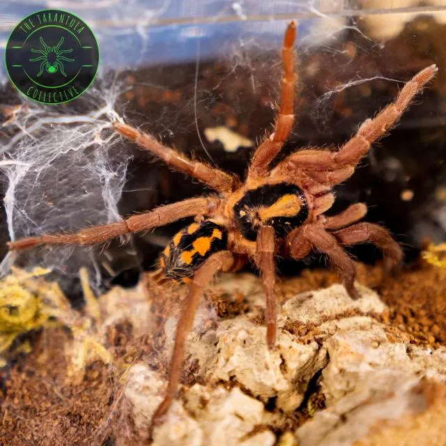 24074 pumpkin patch tarantula close up