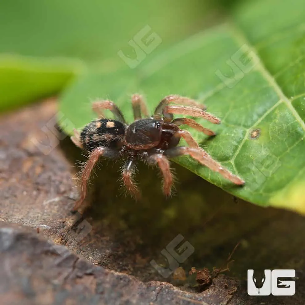 24074 pumpkin patch tarantula conservation