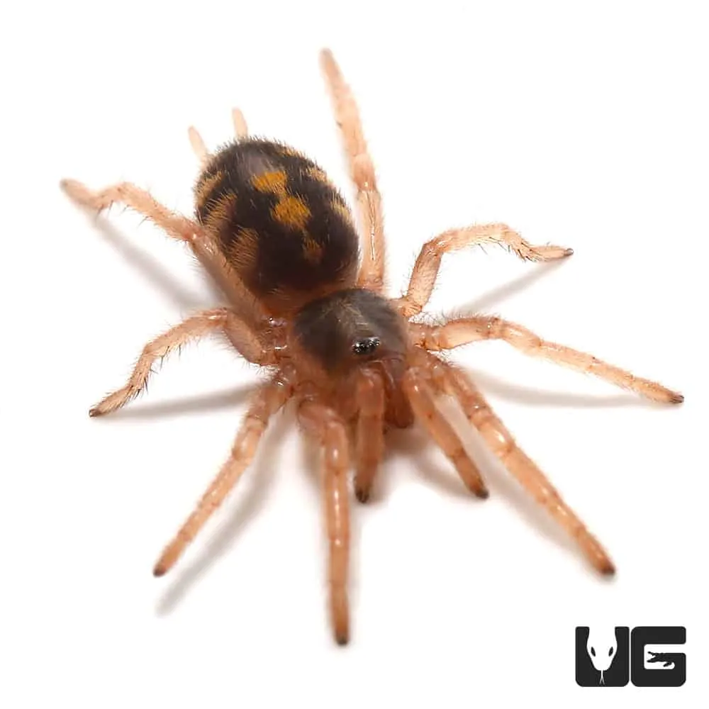 24074 pumpkin patch tarantula feeding