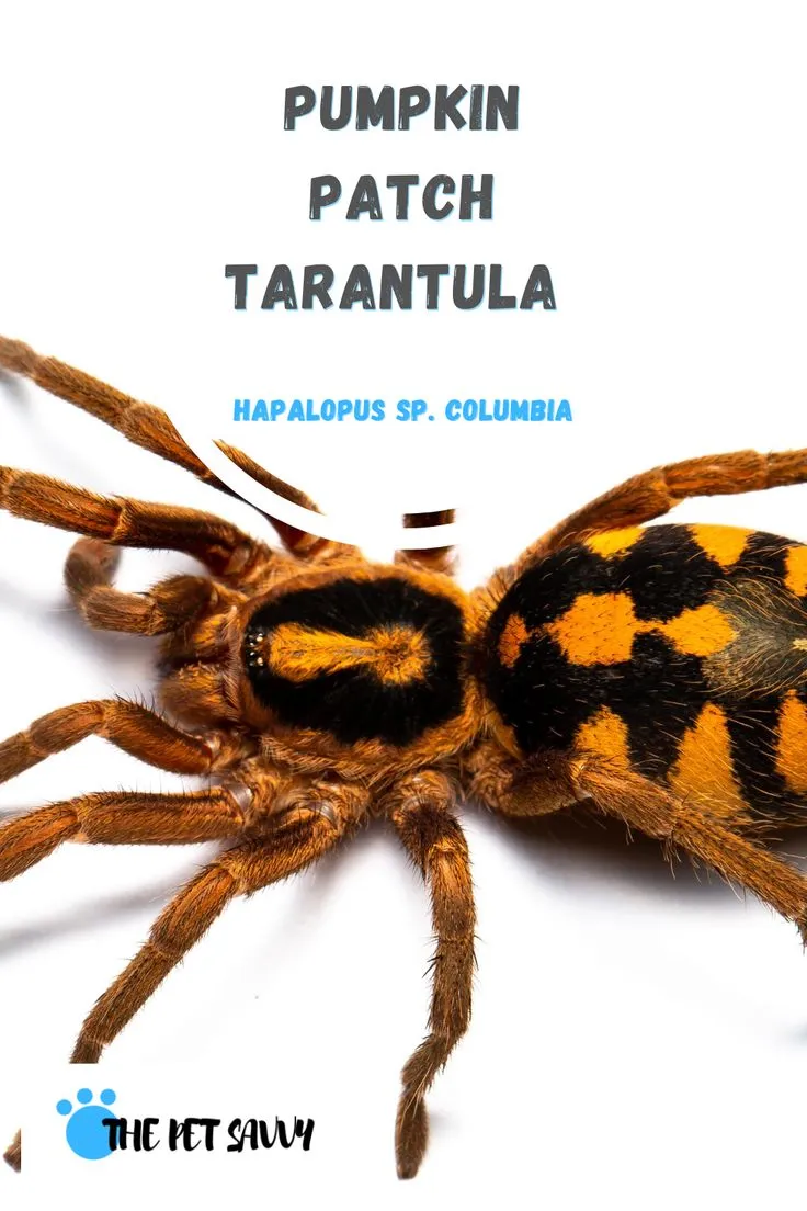 24074 pumpkin patch tarantula habitat