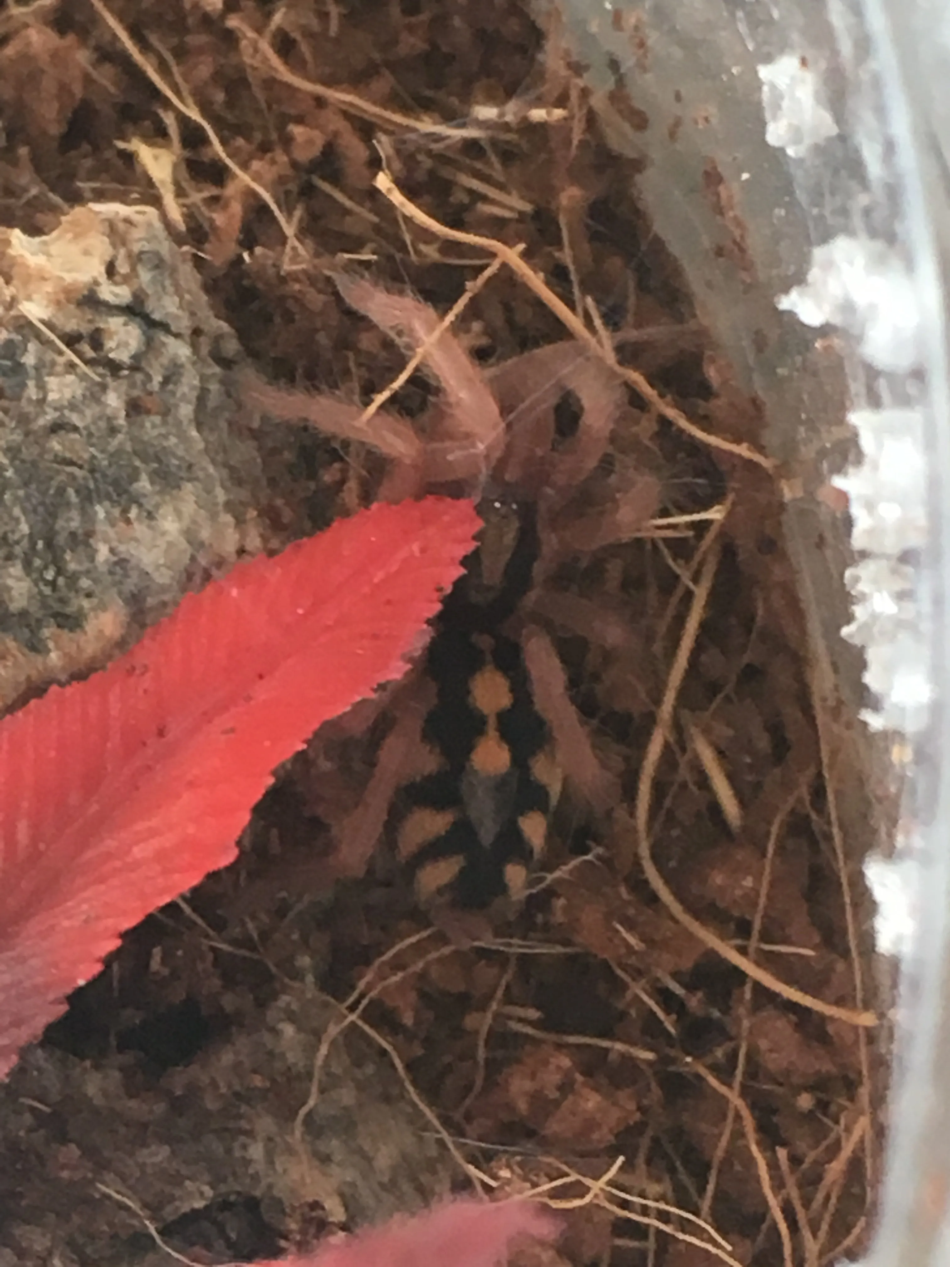 /img/24074-pumpkin-patch-tarantula-hunting.webp