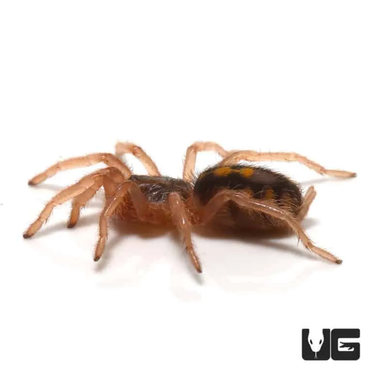 24074 pumpkin patch tarantula size