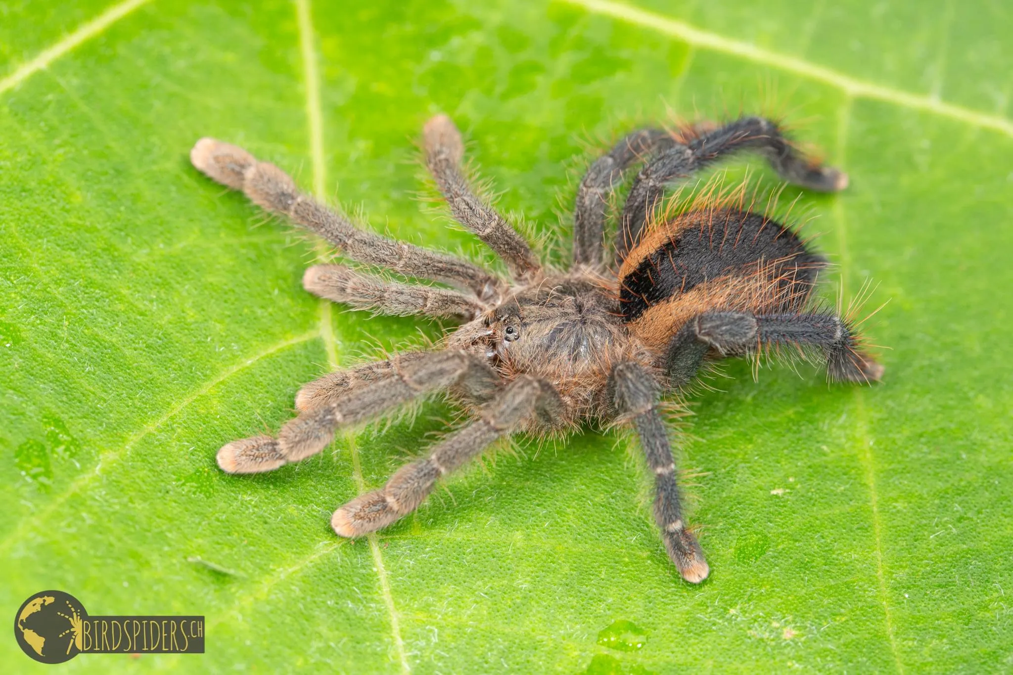 24075 pink toe tarantula feeding