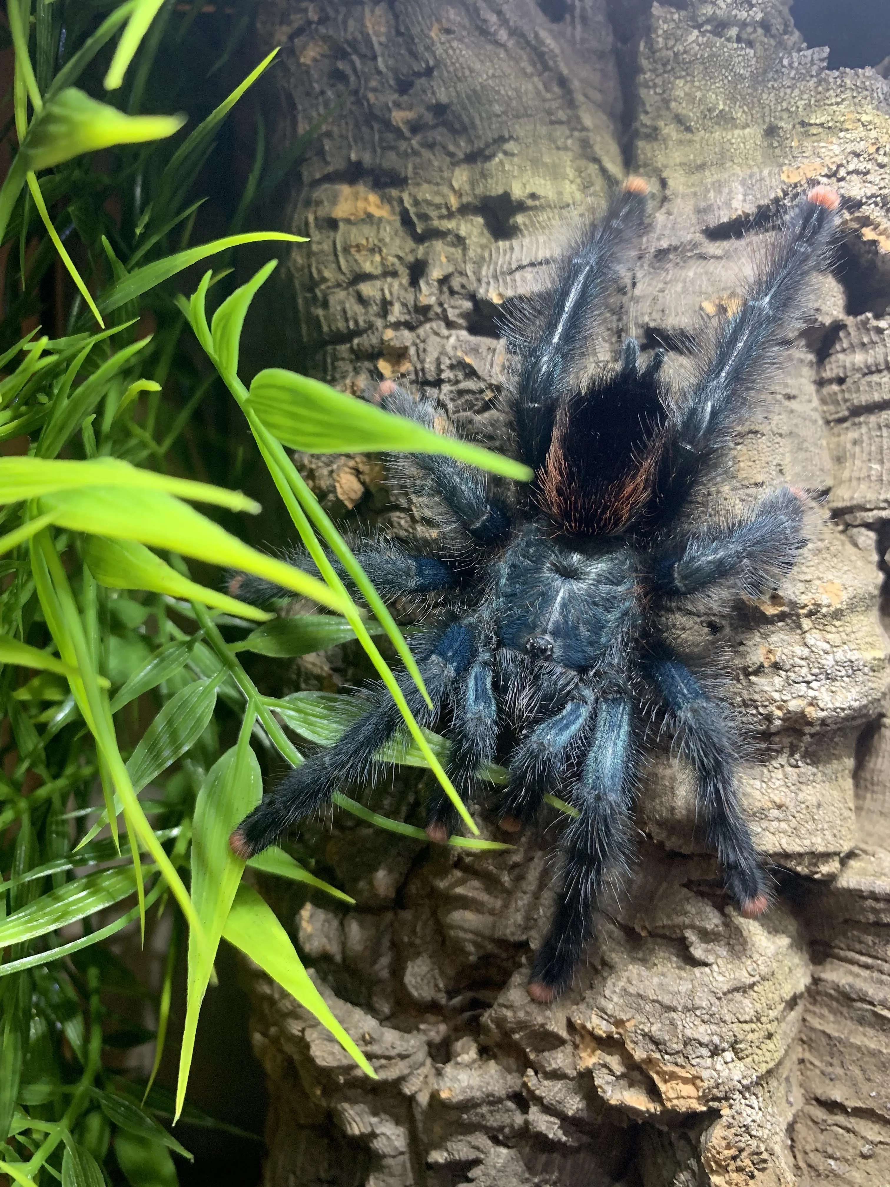 /img/24075-pink-toe-tarantula-juvenile-closeup.webp
