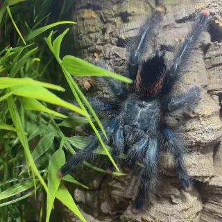 /img/24075-pink-toe-tarantula-juvenile-closeup.webp