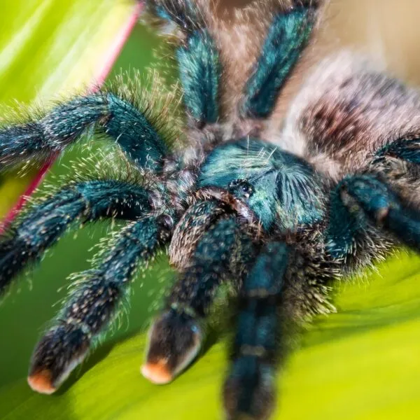 24075 tarantula handling