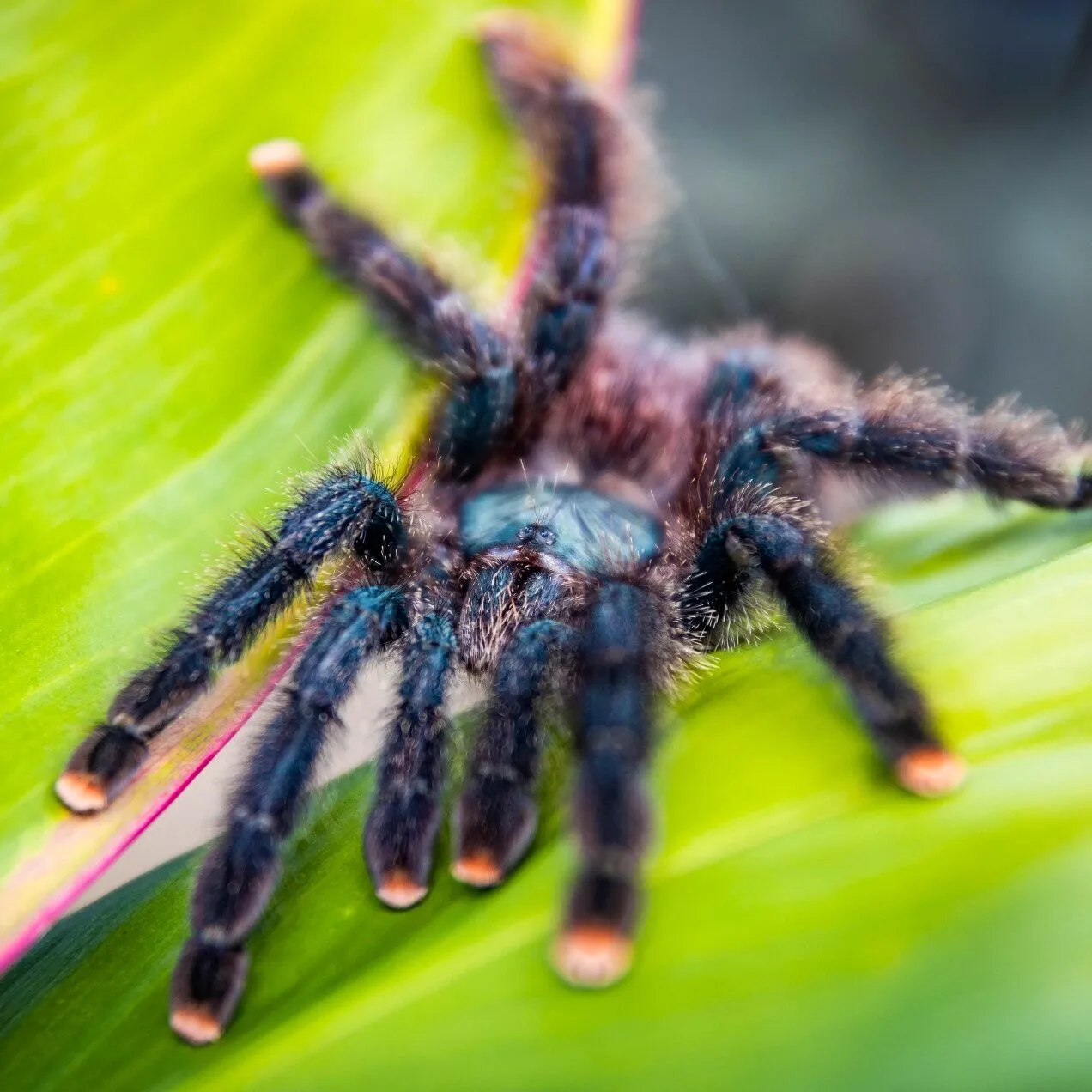 24075 tarantula molting