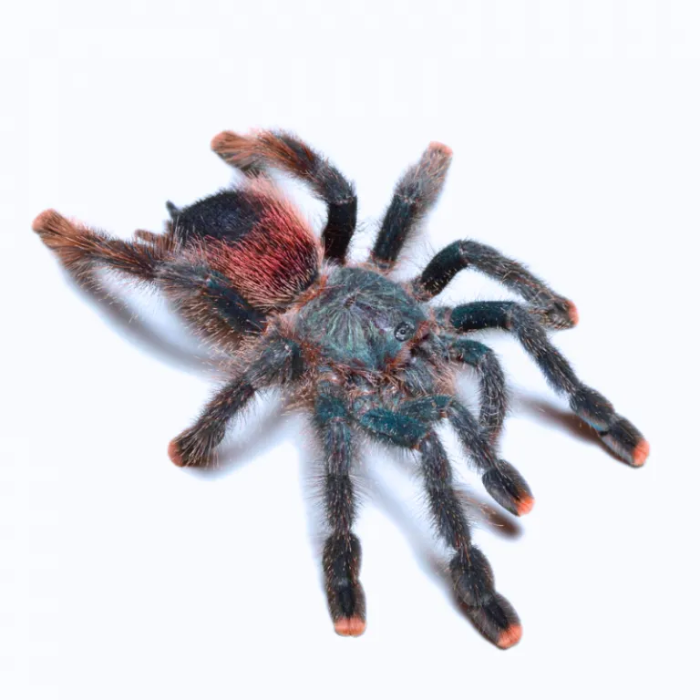 24075 tarantula substrate