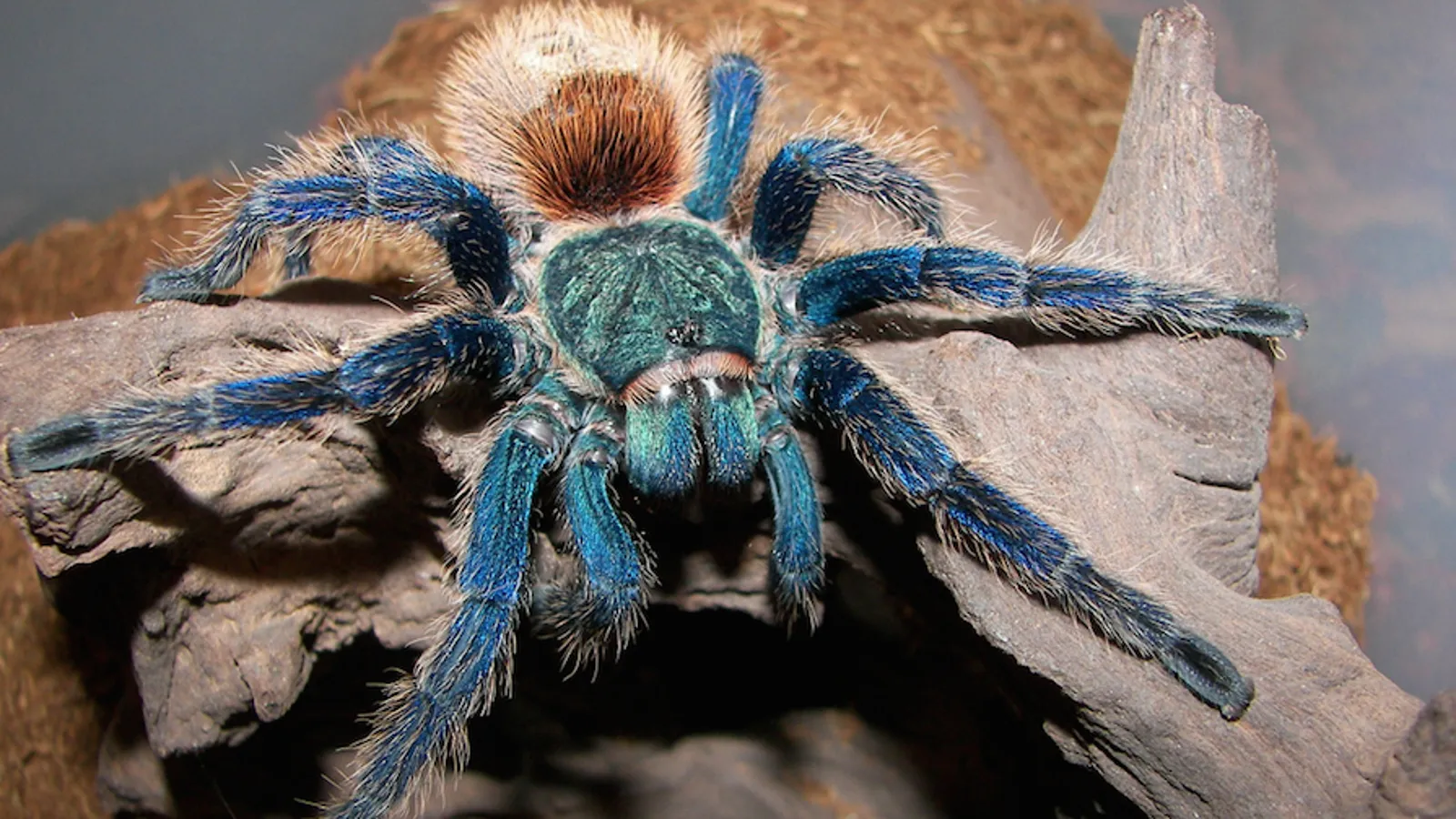 24076 cobalt blue tarantula
