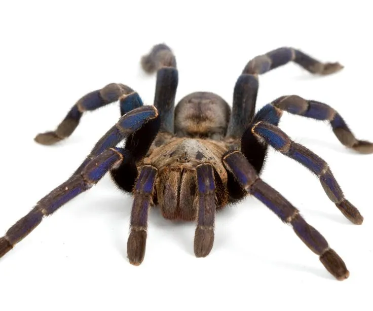 24076 greenbottle blue tarantula