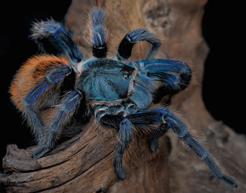 24076 tarantula behavior