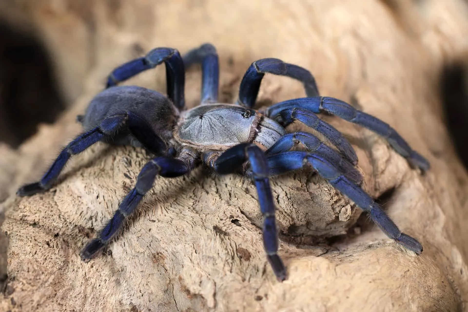 24076 tarantula color variations