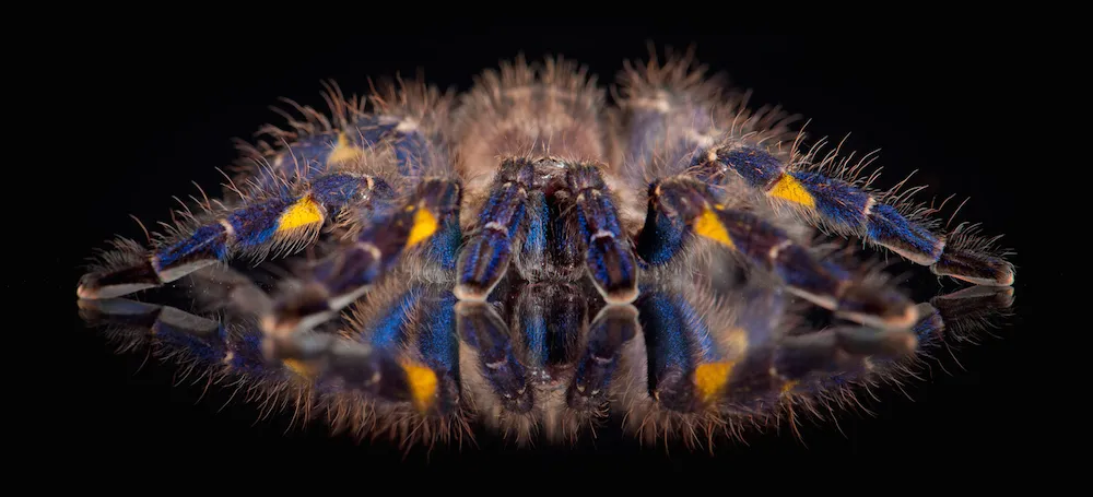 /img/24076-tarantula-enclosure.webp