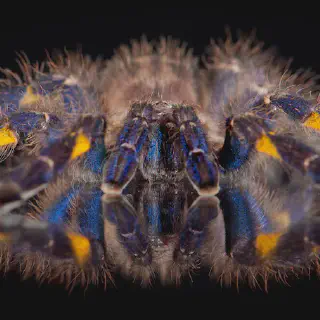 /img/24076-tarantula-enclosure.webp