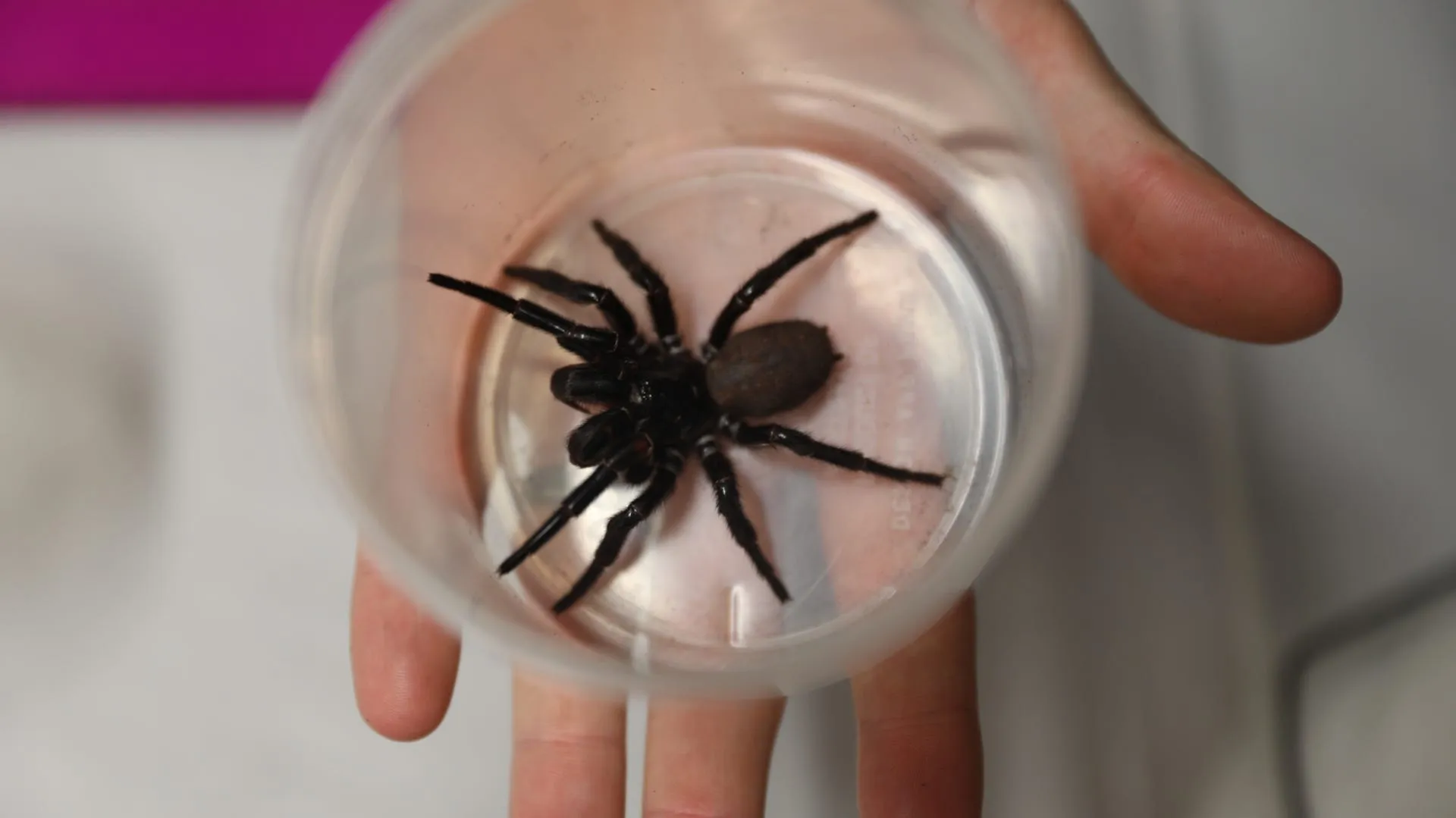24079 tarantula vs funnel web spider 2